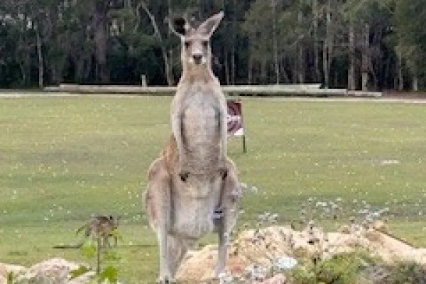 Noosa