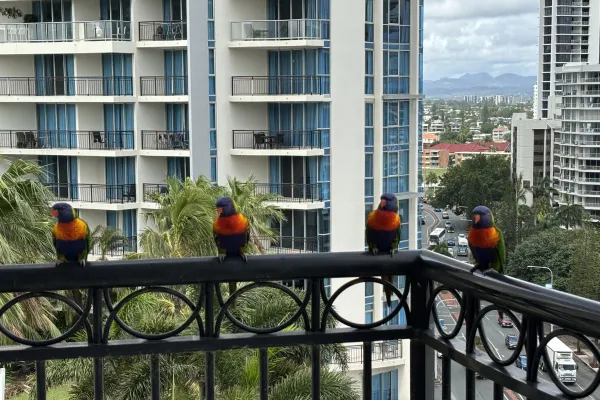 Surfers Paradise Gold Coast